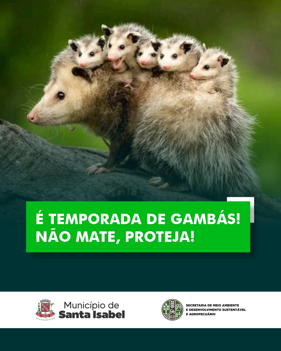 É TEMPORADA DE GAMBÁS! NÃO MATE! 🐾