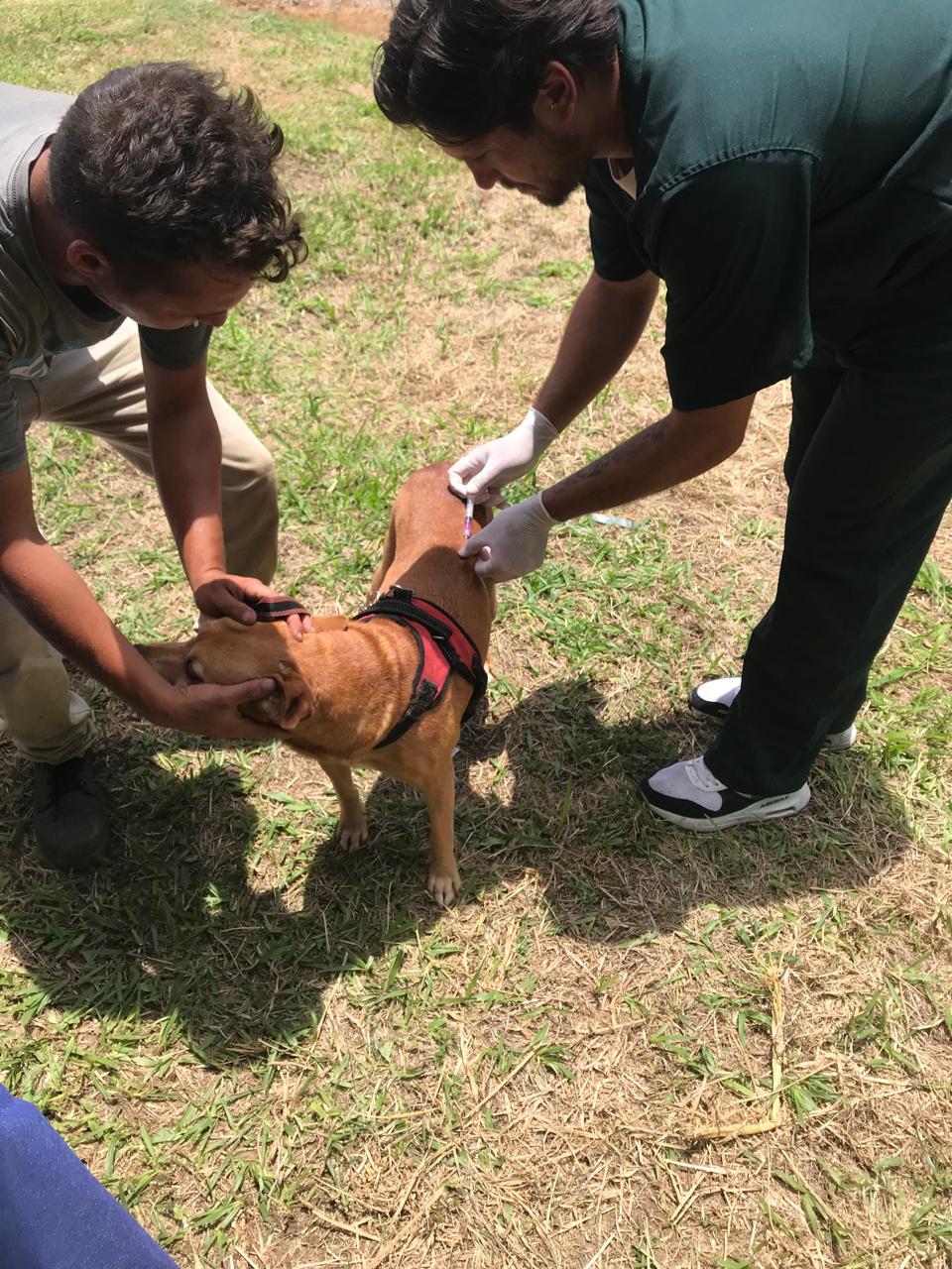 Prefeitura de Santa Isabel imuniza 103 animais em ação de vacinação contra a raiva canina